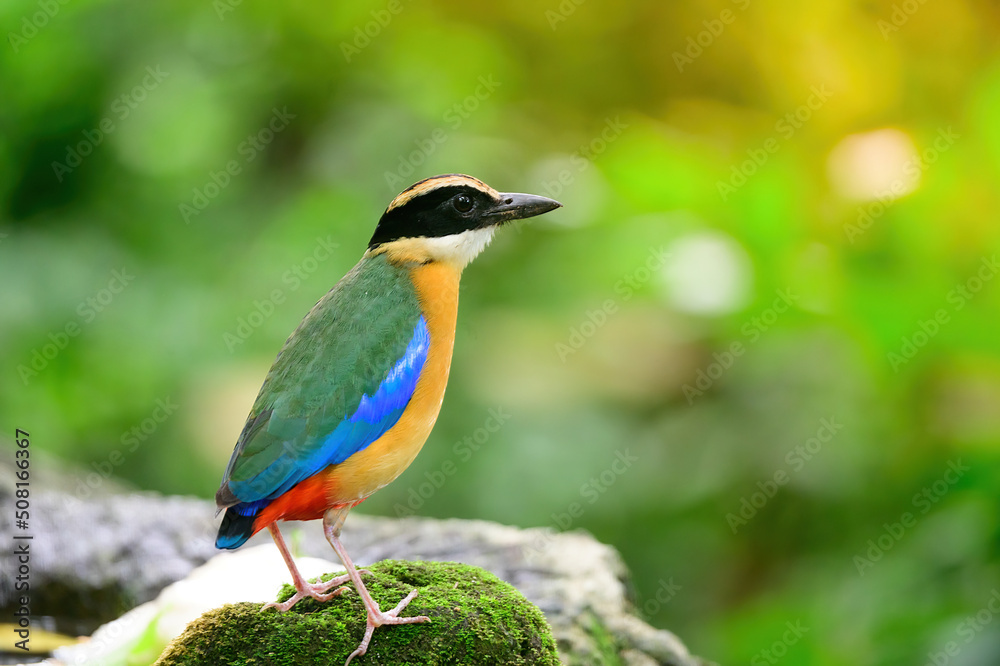bluewingedpitta a kind of bird that bird watchers pay attention because of the beautiful colors and its beautiful singing voice bluewingedpitta a kind of bird that bird watchers pay attention because of the beautiful colors and its beautiful singing voice