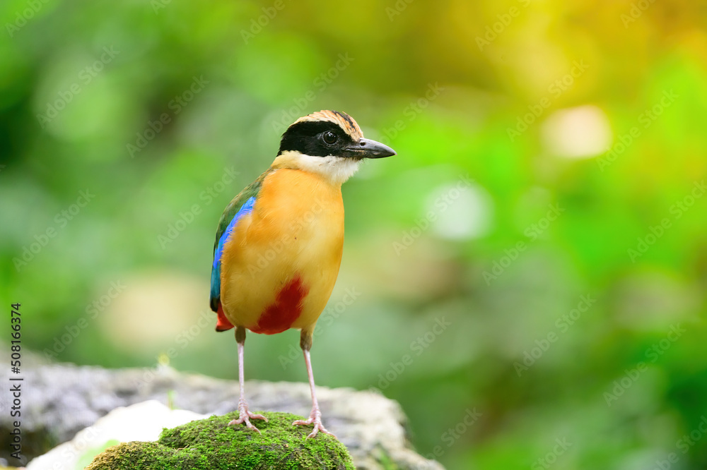 Fototapeta premium bluewingedpitta a kind of bird that bird watchers pay attention because of the beautiful colors and its beautiful singing voice