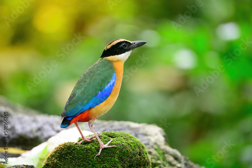 bluewingedpitta a kind of bird that bird watchers pay attention because of the beautiful colors and its beautiful singing voice © K.Decha