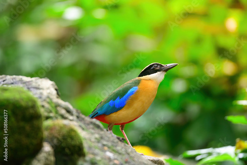 bluewingedpitta a kind of bird that bird watchers pay attention because of the beautiful colors and its beautiful singing voice © K.Decha