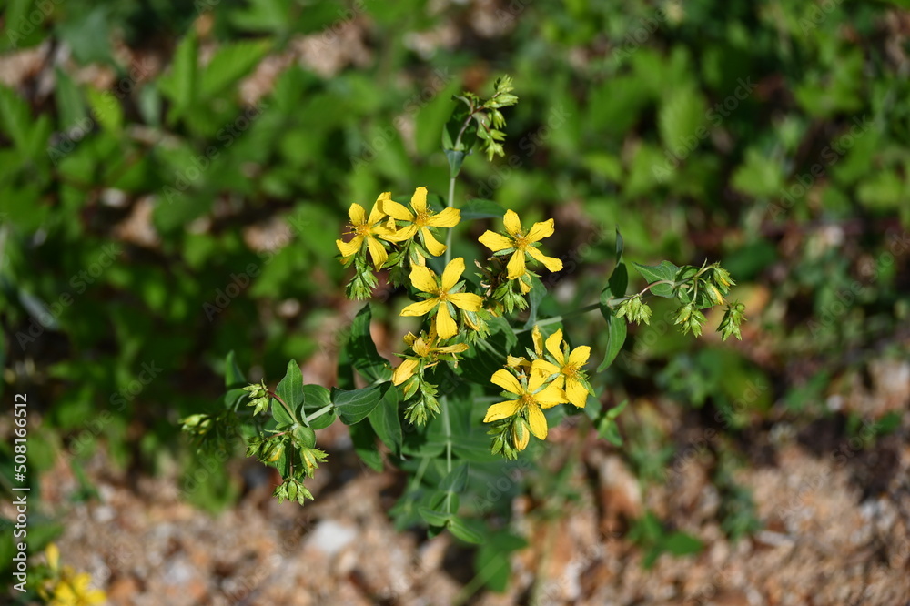 Hypericum perforatum, known as St. John's wort, is a flowering plant in the family Hypericaceae and the type species of the genus Hypericum Hypericum perforatum, known as St. John's wort, is a flowering plant in the family Hypericaceae and the type species of the genus Hypericum