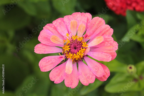 Beauty and tenderness of pink chrysanthemum