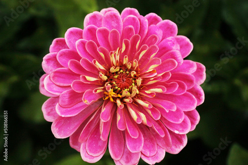 Chrysanthemum petals and stamens play the melody of love