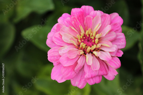 Delicate pink chrysanthemum flaunts in anticipation of rain