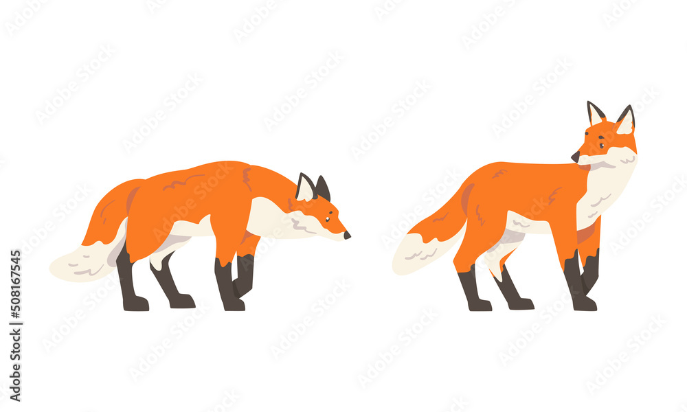 Orange Fox as Omnivorous Mammal with Pointed Snout and Long Bushy Tail Standing Vector Set Orange Fox as Omnivorous Mammal with Pointed Snout and Long Bushy Tail Standing Vector Set