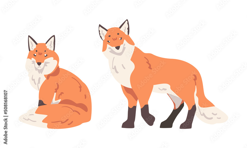 Orange Fox as Omnivorous Mammal with Pointed Snout and Long Bushy Tail Sitting and Standing Vector Set
