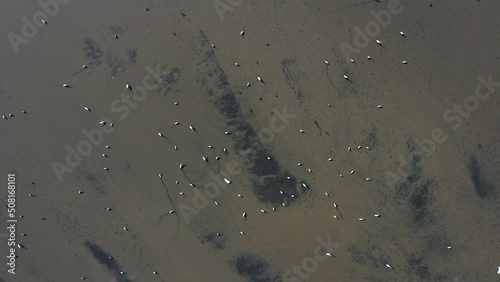 Aerial view of Thai cranes, egret, and Mynas Birds flying above rice field in Suphan Buri, Thailand photo