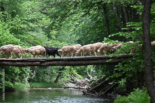 Sheeps crossing the river on a wooden bridge.