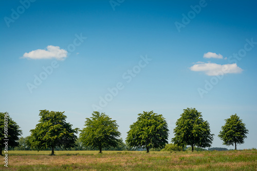 Bäume auf Feld und Wolken am Himmel im Sommer