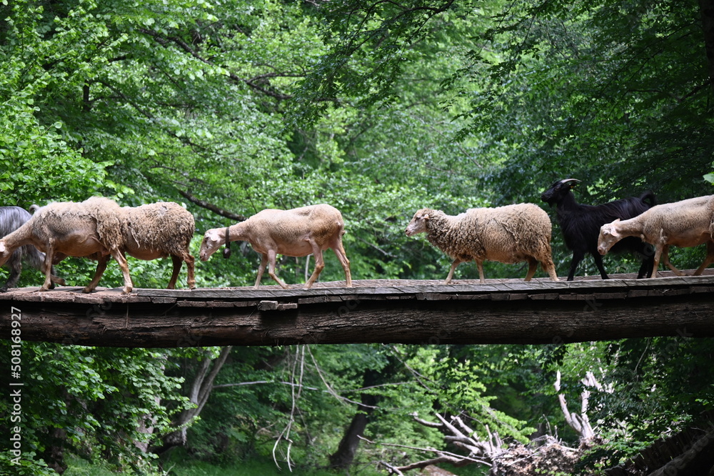 Sheeps crossing the river on a wooden bridge. Sheeps crossing the river on a wooden bridge.