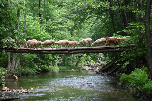 Tela Sheeps crossing the river on a wooden bridge.