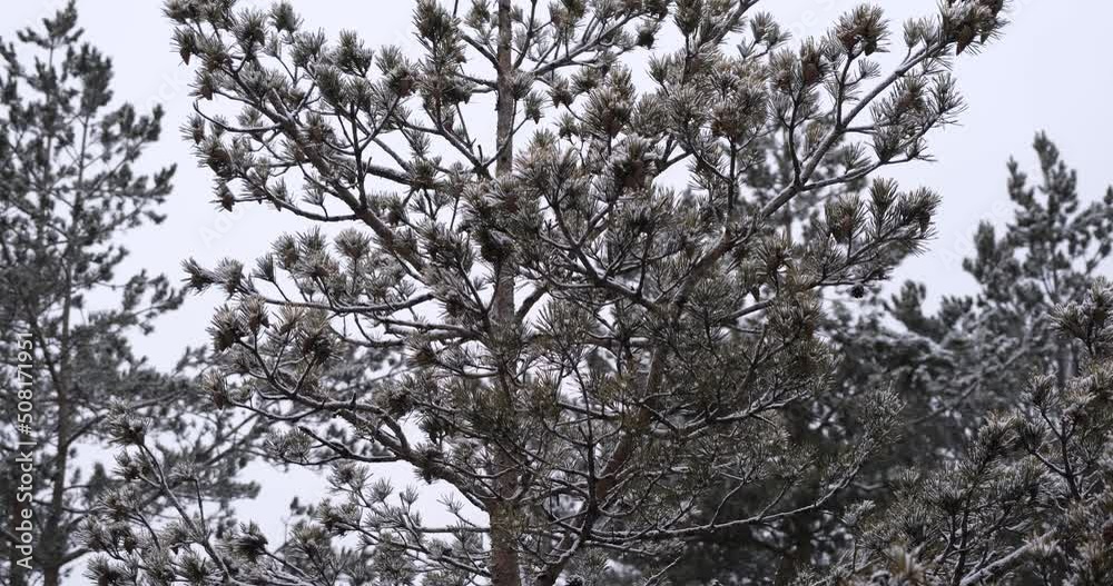 winter background. snow covered pine branches. white snow on green pine branches winter background. snow covered pine branches. white snow on green pine branches