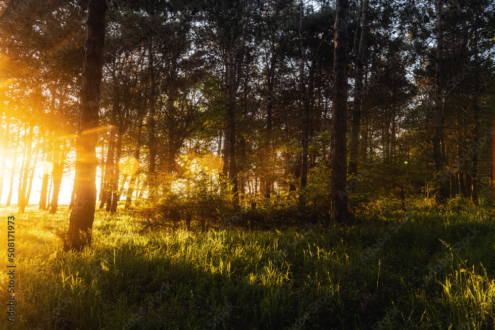 Morning rays of the rising sun in the green forest Morning rays of the rising sun in the green forest