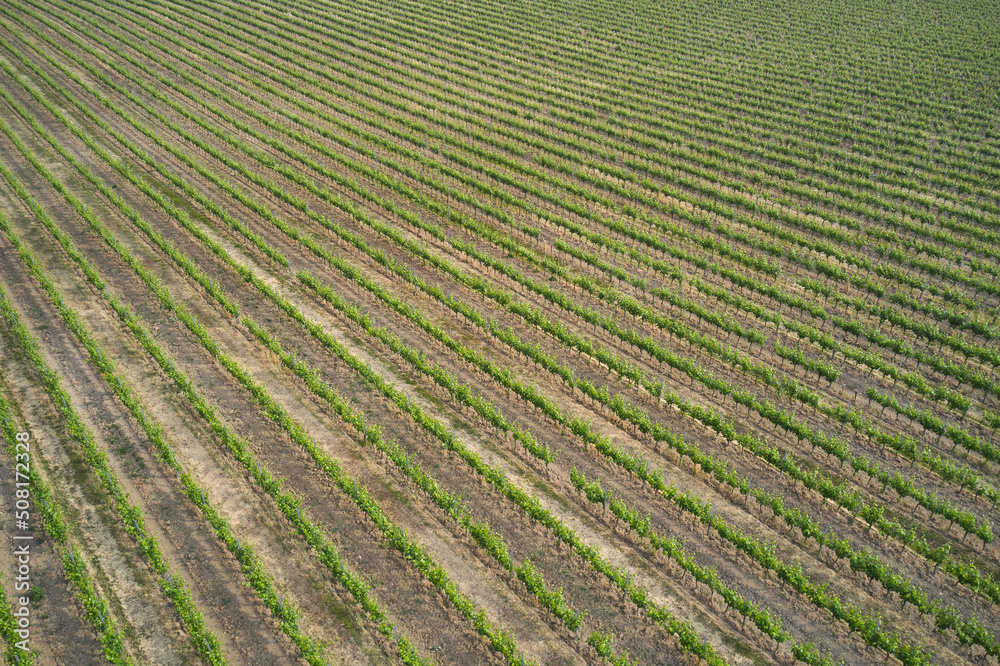 Diagonal rows of vineyards, drone view. Plantation vineyard top view. Aerial panorama of Italian vineyards. Diagonal rows of vineyards, drone view. Plantation vineyard top view. Aerial panorama of Italian vineyards.