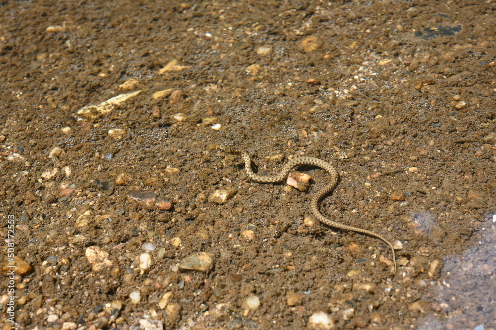 Close up water snake Close up water snake