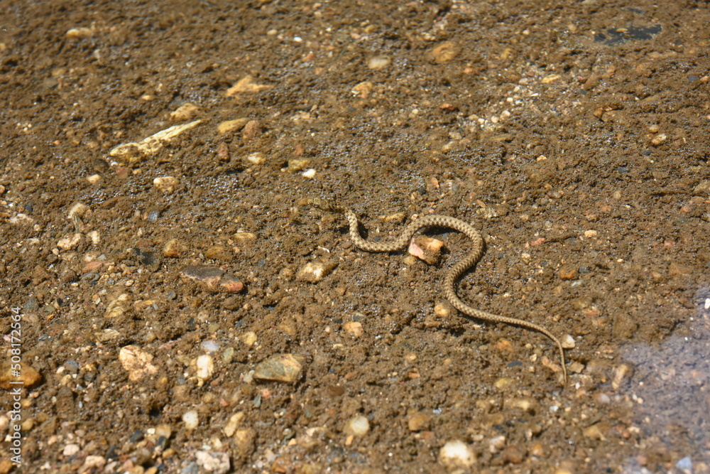 Close up  water snake