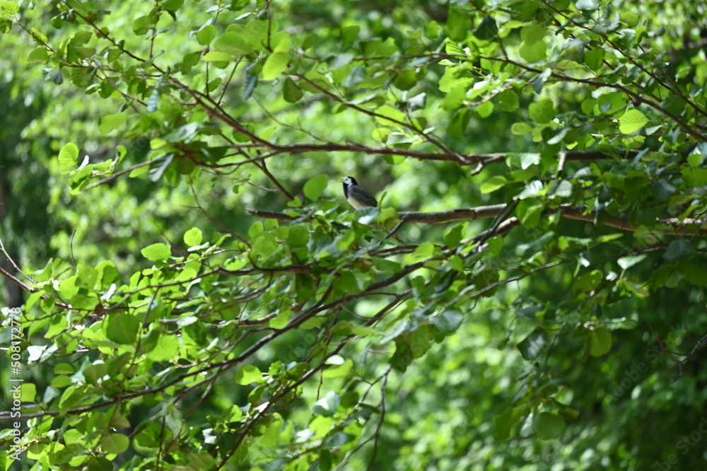 Carbon neutral or carbon net-zero concept background photo Carbon neutral or carbon net-zero concept background photo. Low angle view of lush forest. Carbon neutral or carbon net-zero concept background photo Carbon neutral or carbon net-zero concept background photo. Low angle view of lush forest.