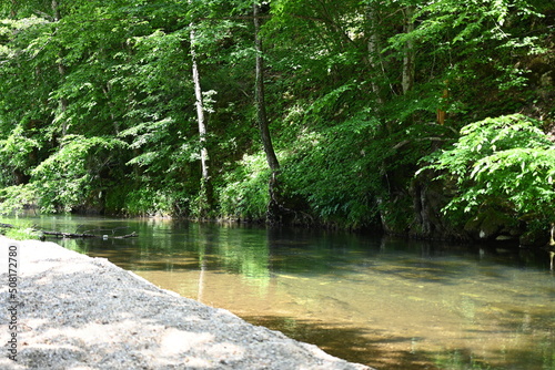 river in the forest