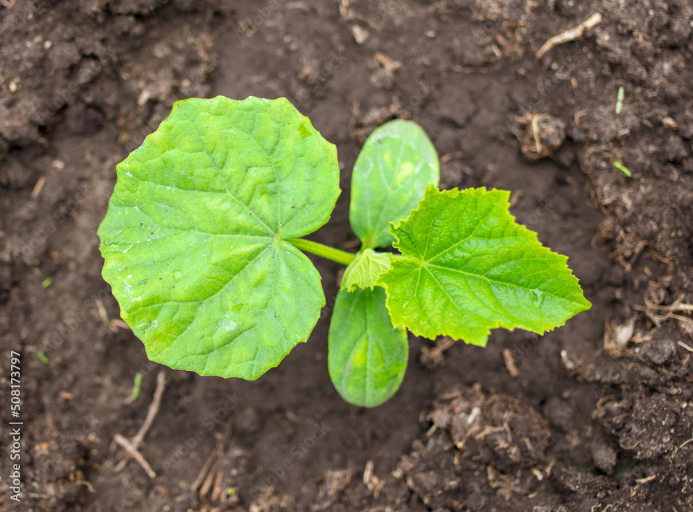Young seedling of cucumber in the ground.