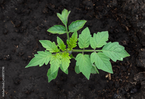 Young tomato seedling in the ground.