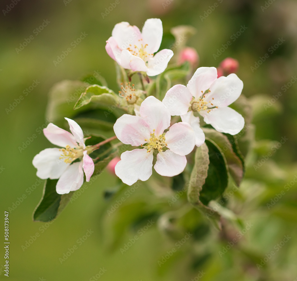 Flowers on an apple tree in spring. Flowers on an apple tree in spring.