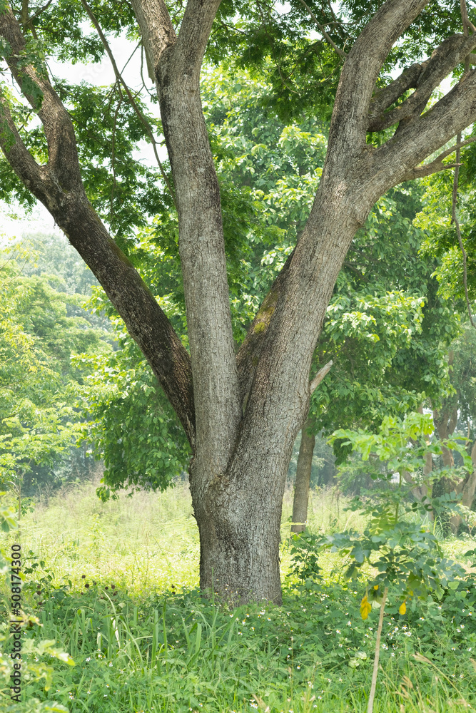 Fototapeta premium natural sence with tree,trunk