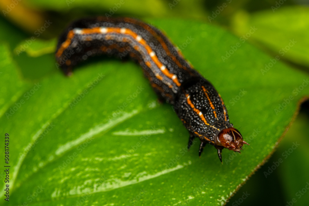 black and orange caterpillar close up in a leaf