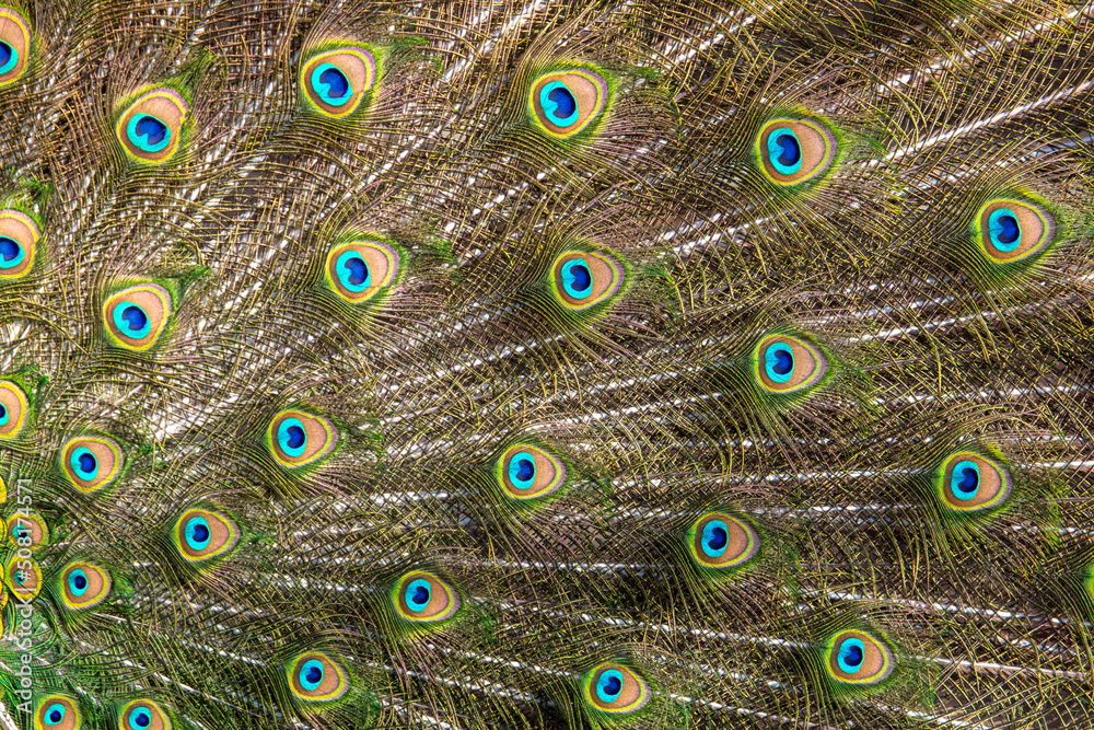 Obraz premium Multicolored peacock feathers as a background.