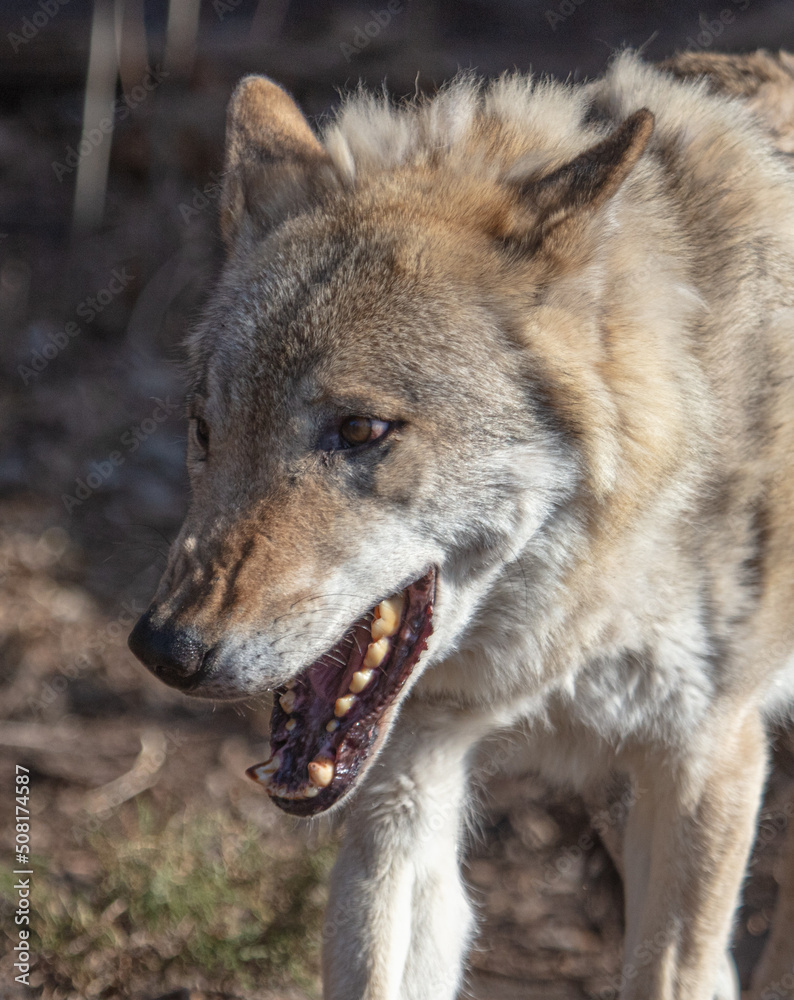 Wolf in the park in early spring.