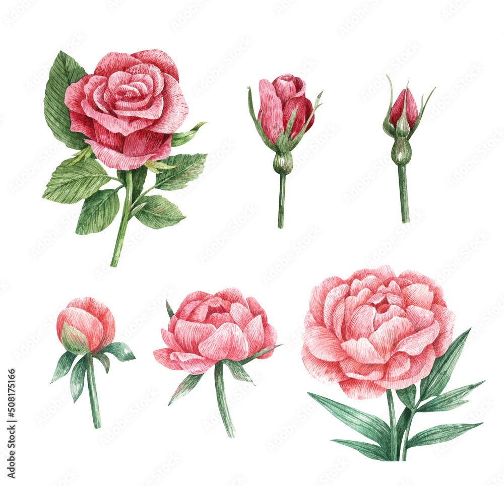 Set of two hand painted watercolor roses and peonies. Bright  pink colors, vintage painting style. Opening flower,  bud drawn by watercolor and isolated on white background.
