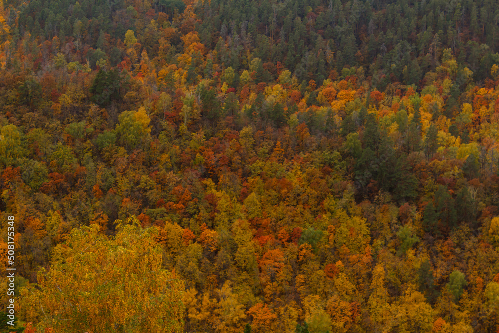 Colorful autumn landscape on the hillside..Beautiful orange and red autumn forest, lots of trees on orange hills. Colorful Russian forest. Background