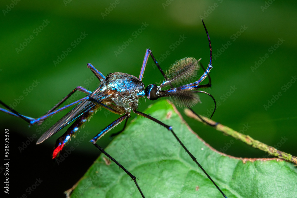 Fototapeta premium blue macro mosquito costa rica