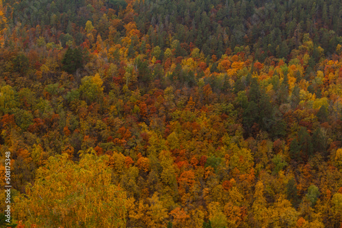 Colorful autumn landscape on the hillside..Beautiful orange and red autumn forest, lots of trees on orange hills. Colorful Russian forest. Background © Evgenii