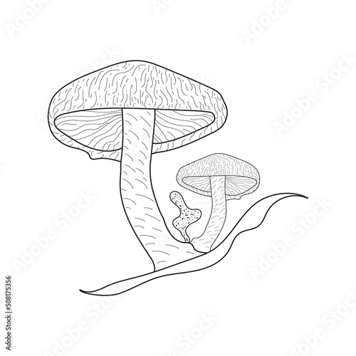 Abstract mushrooms line art. A symbol of the forest, autumn, and harvest. Black white illustration
