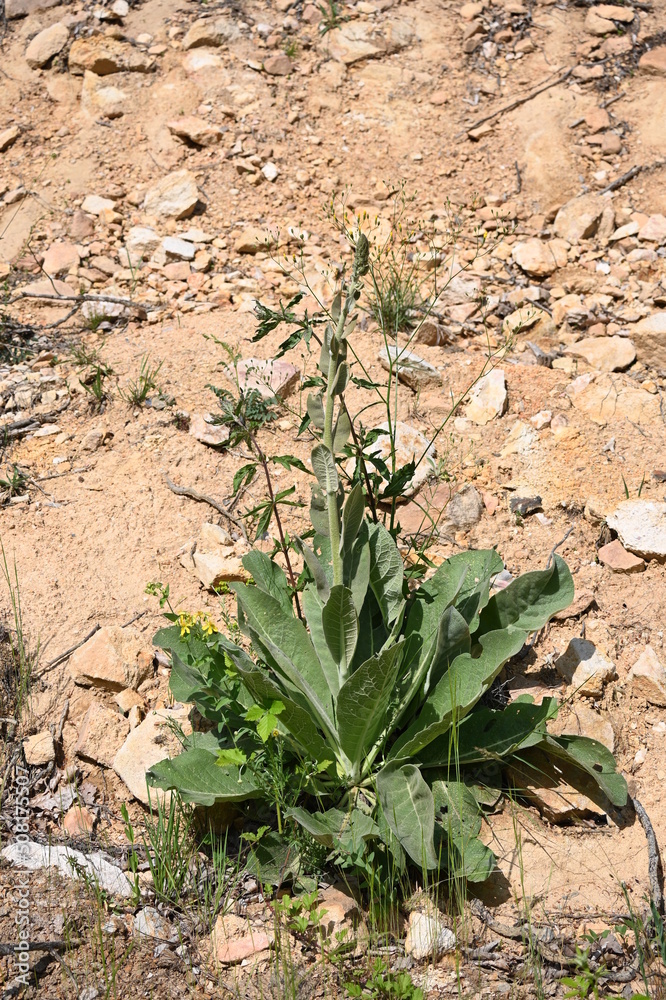 cactus in desert cactus in desert