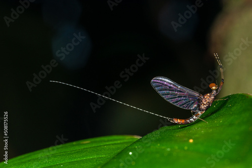 Baetis prayer insect macro costa rica © Andres