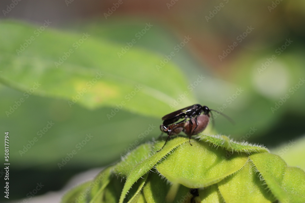 Fototapeta premium Fliege, Makro, Insekt