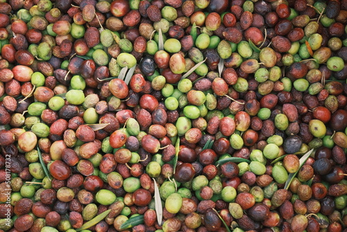 green and red olives