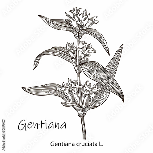Gentian, medicinal plant. Hand drawn botanical vector illustration