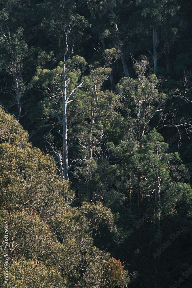 Obraz premium trees in the mountains