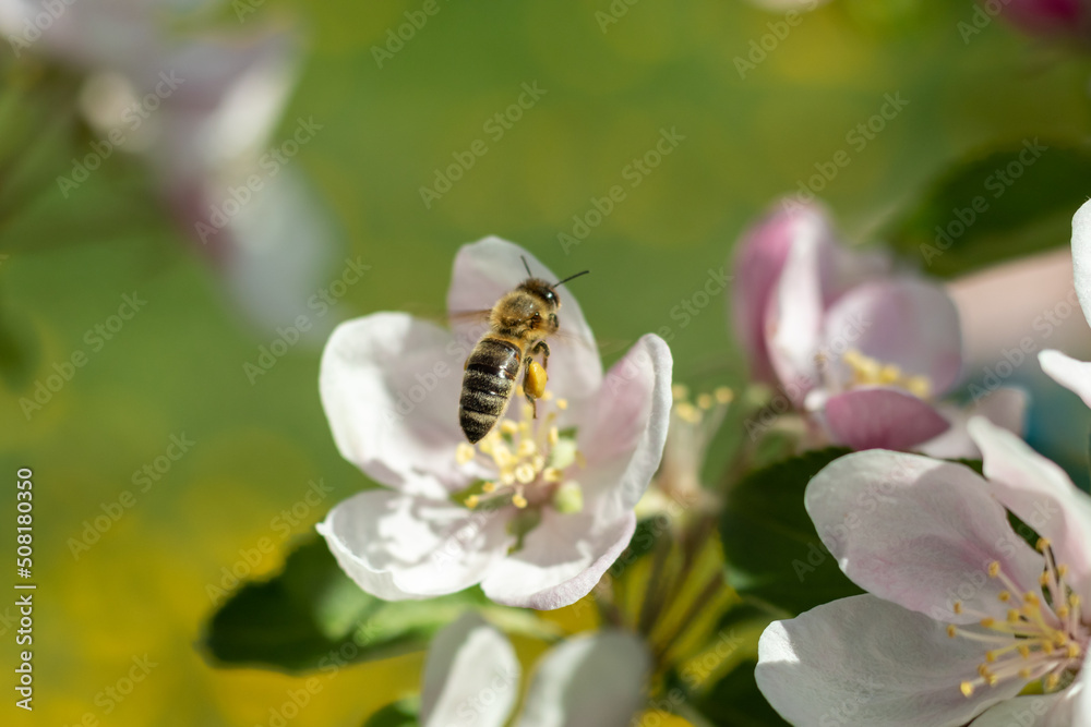 A flying honey bee collects bee pollen from apple blossoms. The bee collects honey. Blurred nature background. Selective focus. A flying honey bee collects bee pollen from apple blossoms. The bee collects honey. Blurred nature background. Selective focus.