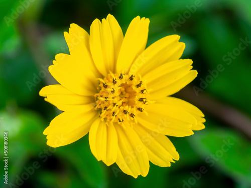 little yellow flower  Singapore daisy 