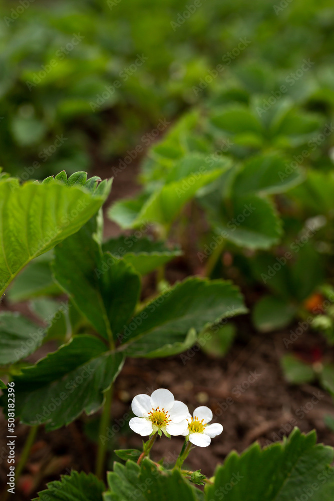 Strawberry flower on a garden bed. Agriculture, agronomy, gardening, berries Strawberry flower on a garden bed. Agriculture, agronomy, gardening, berries