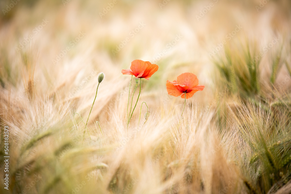 Fototapeta premium cornfield poppy