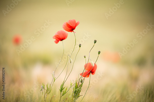 cornfield poppy