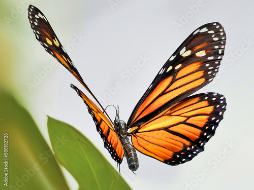 Fotografie, Obraz 3d illustration of Monarch Butterfly with nature background