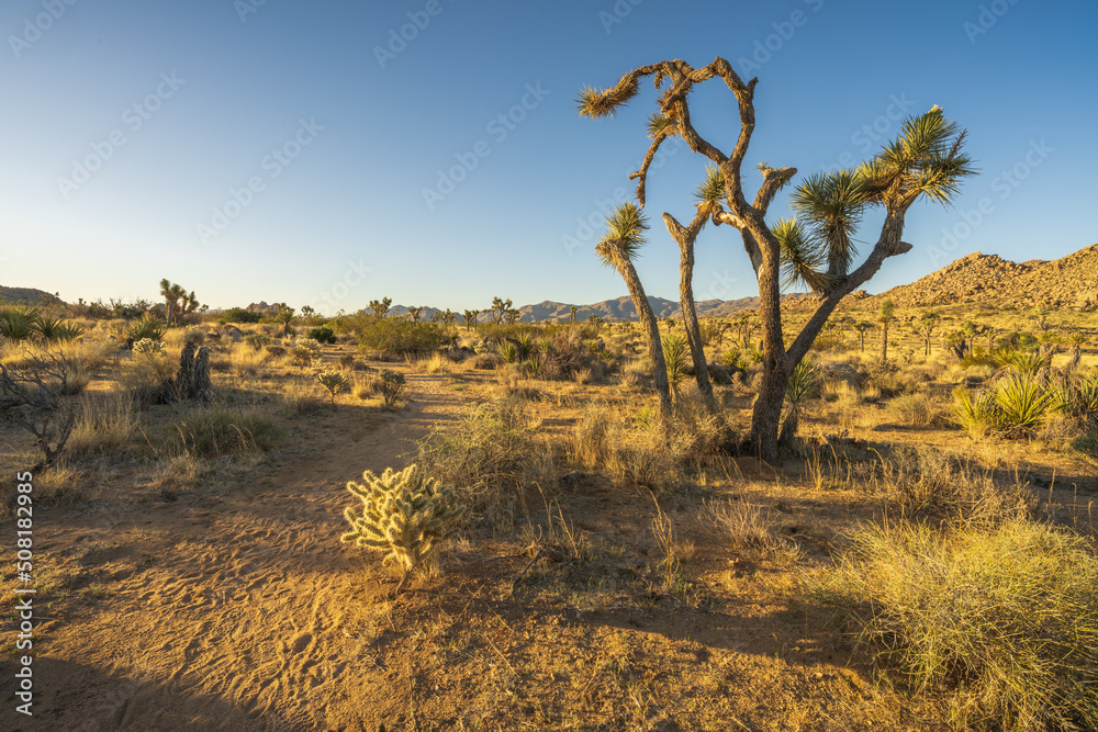 Obraz premium hiking the maze loop in joshua tree national park, california, usa