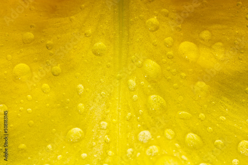 macro photo of a yellow petal of an iris flower in raindrops close-up