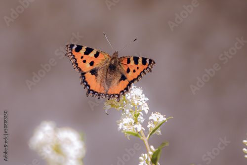 Butterfly Foxtail