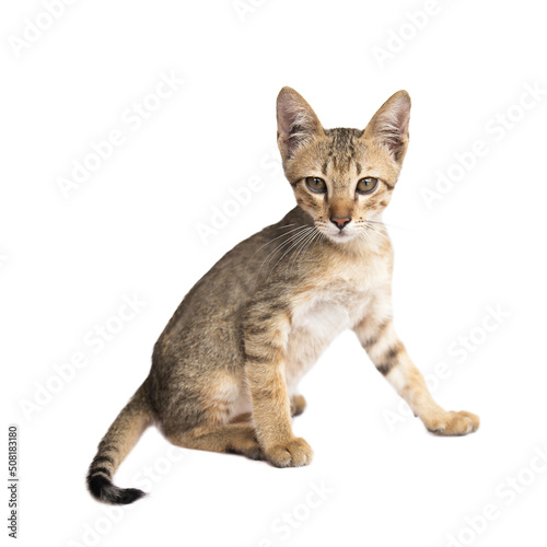 Small cat isolated on a white background. © prasong.